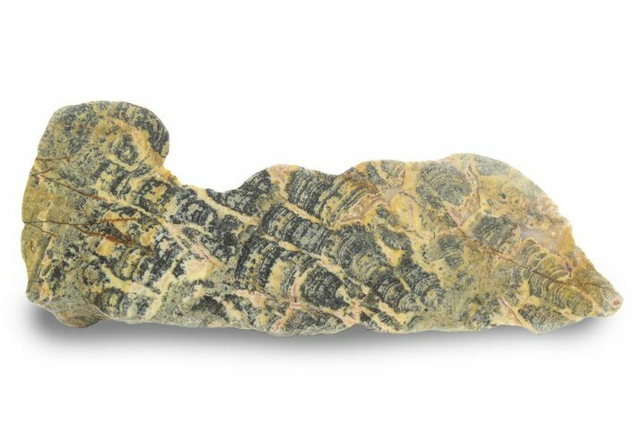 Proterozoic Columnar Stromatolite (Asperia) Section - Australia #240091